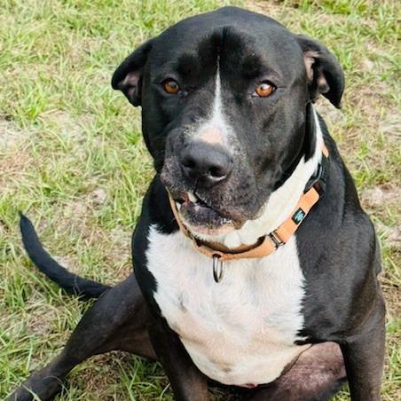 Enlarge Gus, a Adoptable Mixed Breed in Williston, FL image 2/6