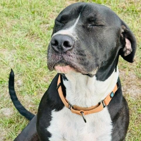 Enlarge Gus, a Adoptable Mixed Breed in Williston, FL image 3/6