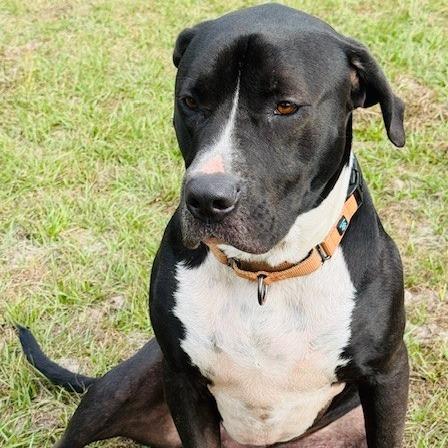 Enlarge Gus, a Adoptable Mixed Breed in Williston, FL image 5/6