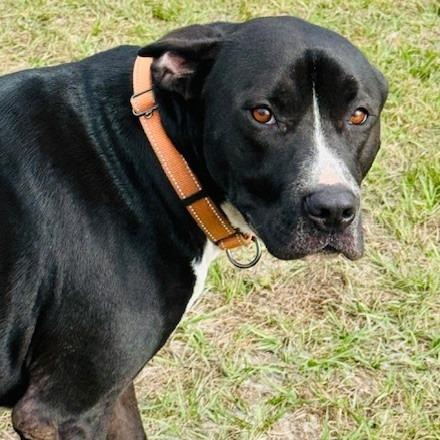 Enlarge Gus, a Adoptable Mixed Breed in Williston, FL image 6/6