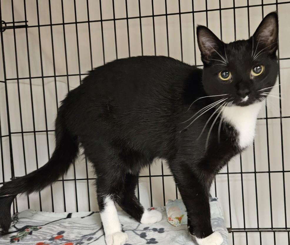 Amelia25, a ADOPTABLE Domestic Short Hair in Milwaukee, WI image 2/3