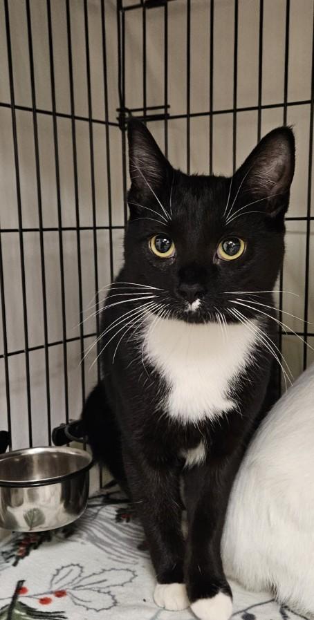 Amelia25, a ADOPTABLE Domestic Short Hair in Milwaukee, WI image 1/3