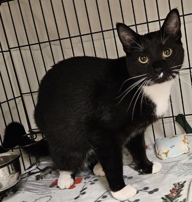 Amelia25, a ADOPTABLE Domestic Short Hair in Milwaukee, WI image 3/3