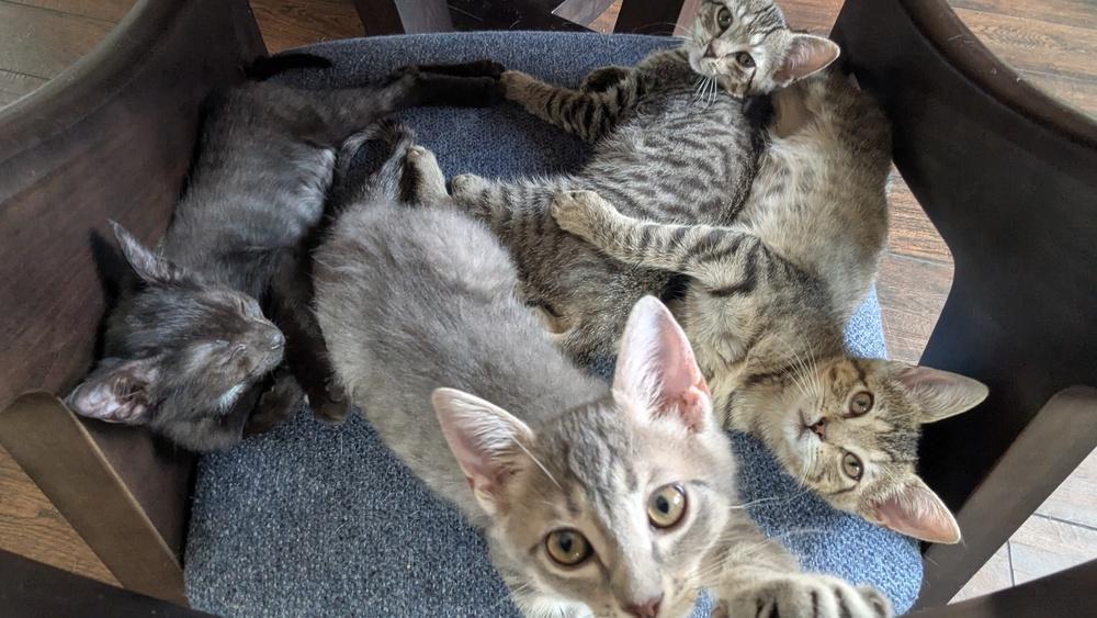 Enlarge Timbre, a Adoptable Domestic Short Hair in Orlando, FL image 1/6