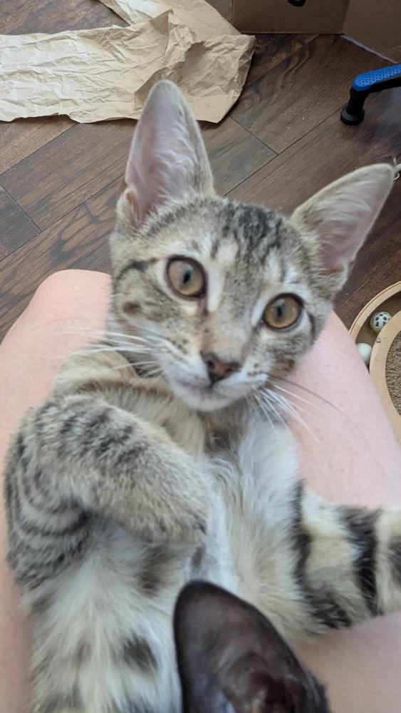 Enlarge Timbre, a Adoptable Domestic Short Hair in Orlando, FL image 2/6