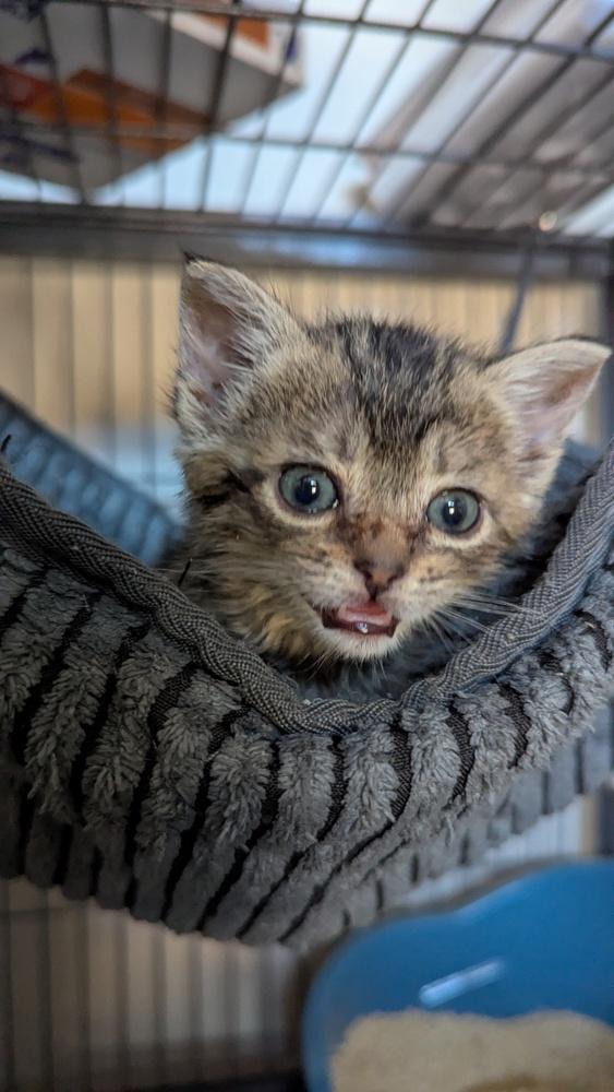 Enlarge Timbre, a Adoptable Domestic Short Hair in Orlando, FL image 3/6