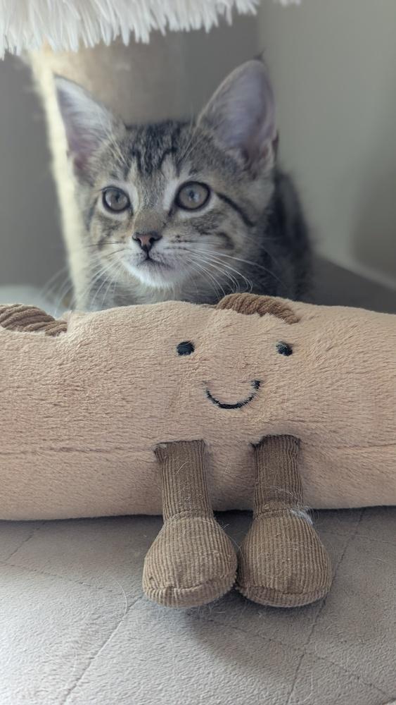 Enlarge Timbre, a Adoptable Domestic Short Hair in Orlando, FL image 4/6