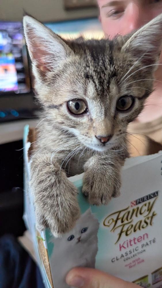 Enlarge Timbre, a Adoptable Domestic Short Hair in Orlando, FL image 5/6