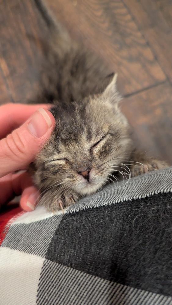 Enlarge Timbre, a Adoptable Domestic Short Hair in Orlando, FL image 6/6