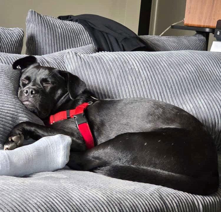 Bee Sunshine *LOCAL*, Adopted, Young Female Labrador Retriever & Boxer.