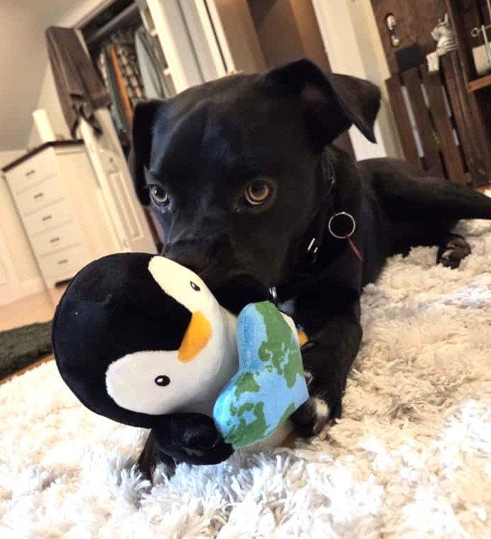 Enlarge Bee Sunshine *LOCAL*, a Adopted mixed breed in Wakefield, RI image 3/3