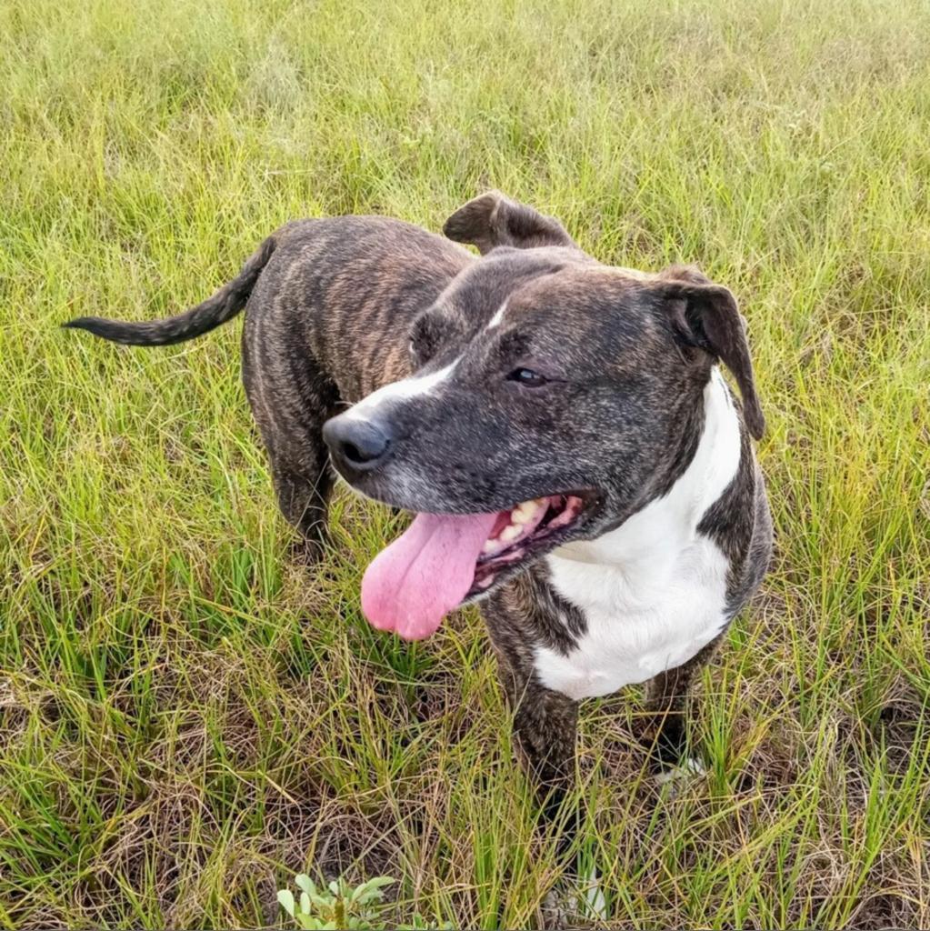 Bolo, Adoptable, Senior Male Mixed Breed.