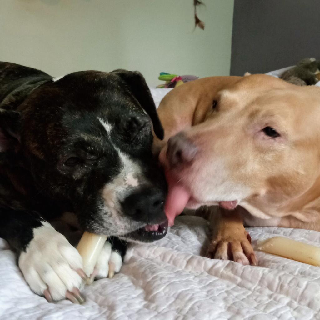 Bolo, a Adoptable Mixed Breed in Gainesville, FL image 2/6