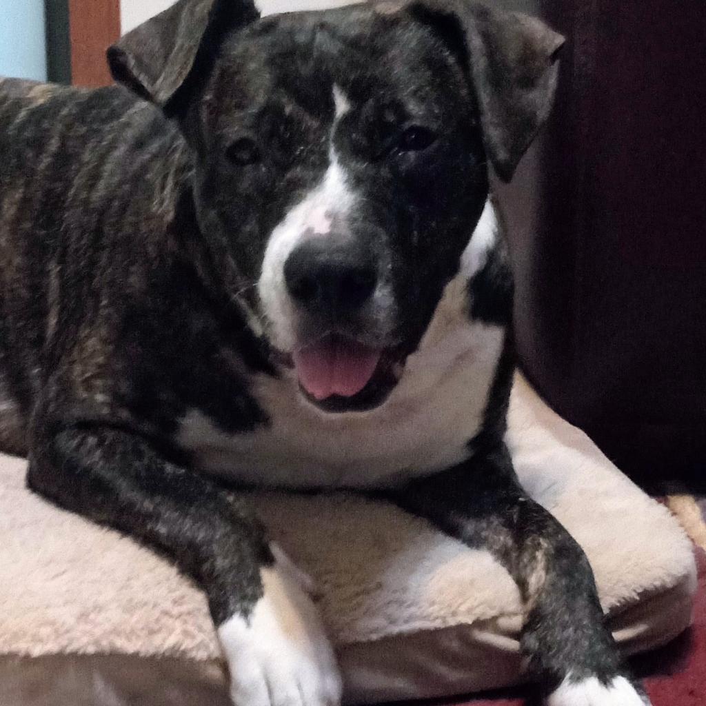 Bolo, a Adoptable Mixed Breed in Gainesville, FL image 5/6