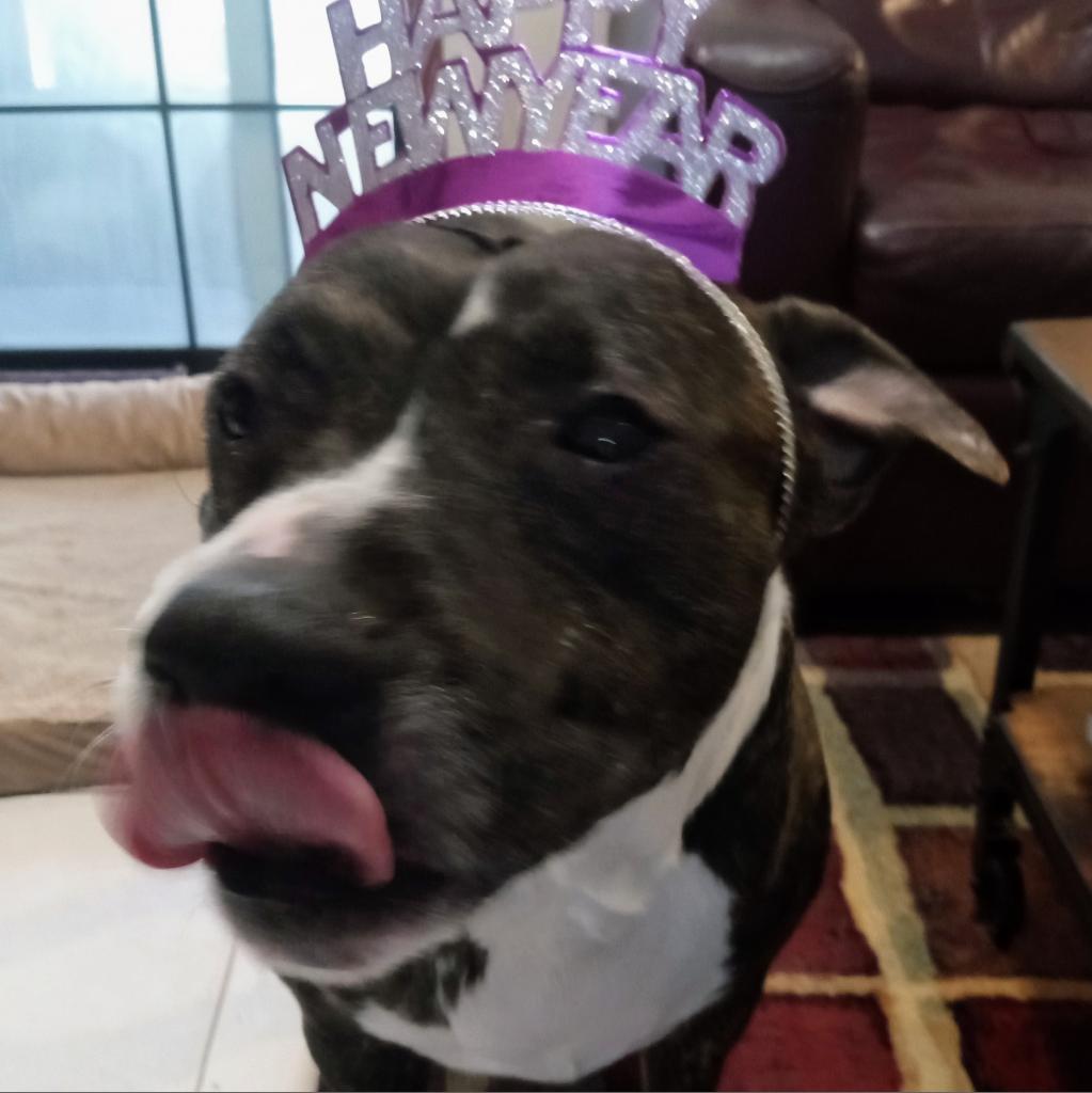 Bolo, a Adoptable Mixed Breed in Gainesville, FL image 6/6