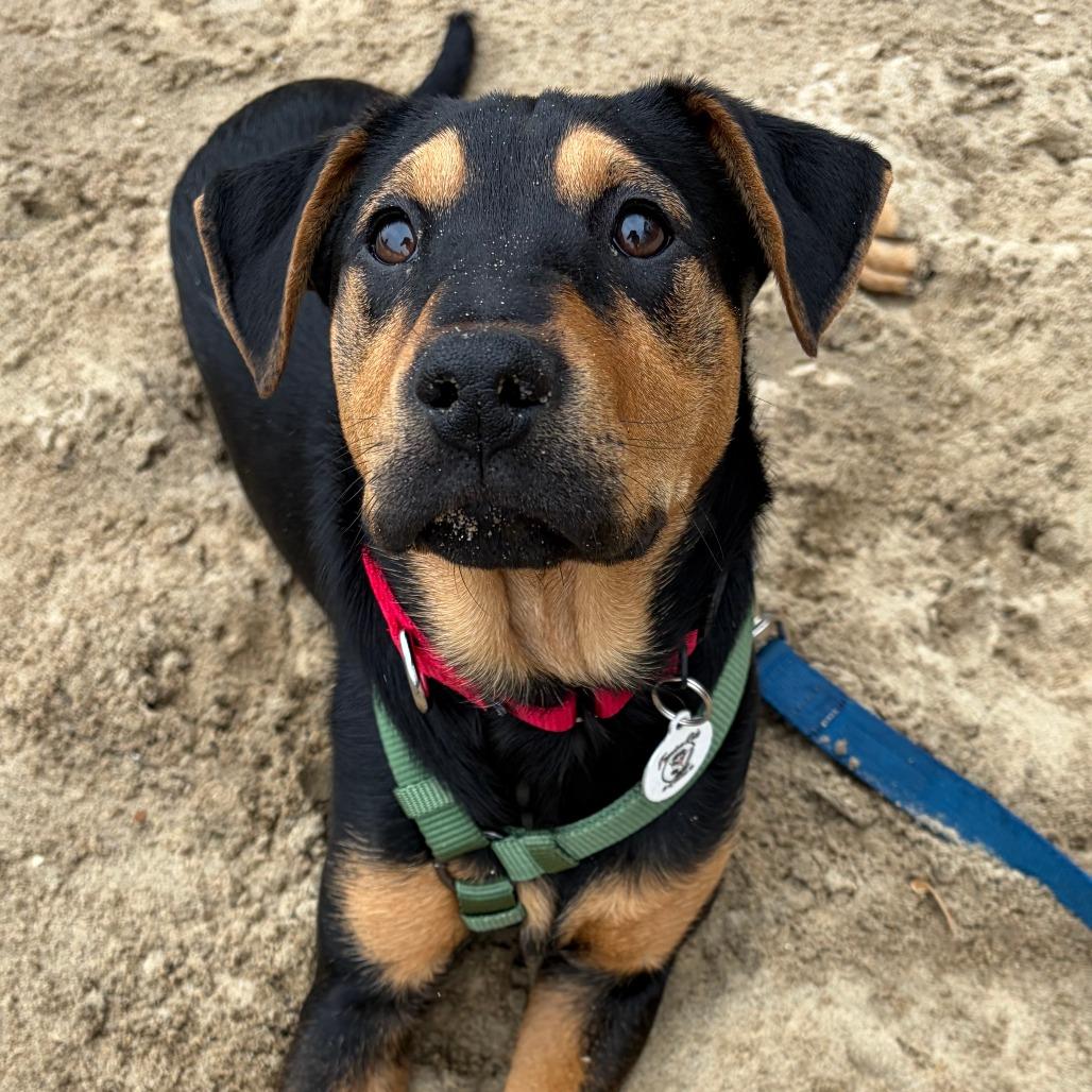 Enlarge Agatha, a Adoptable Mixed Breed in Raleigh, NC image 1/6