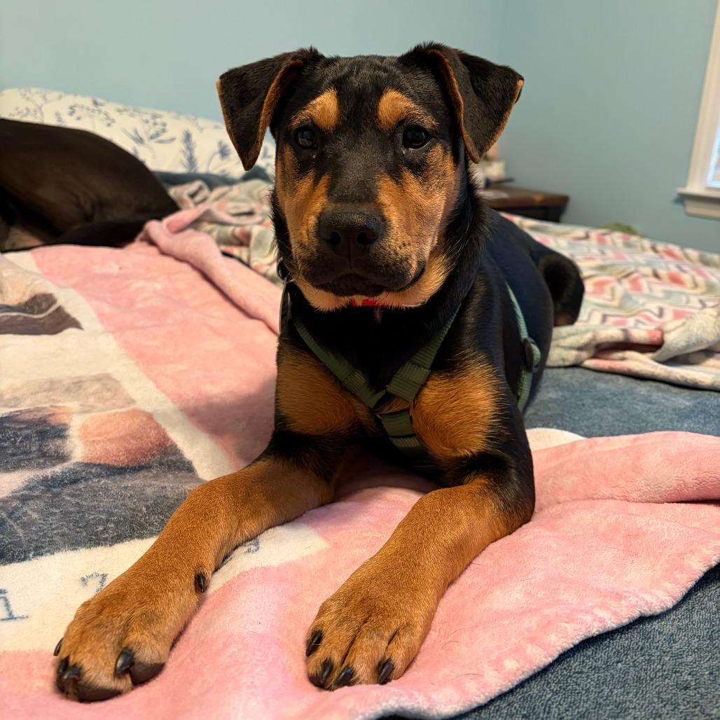 Enlarge Agatha, a Adoptable Mixed Breed in Raleigh, NC image 2/6