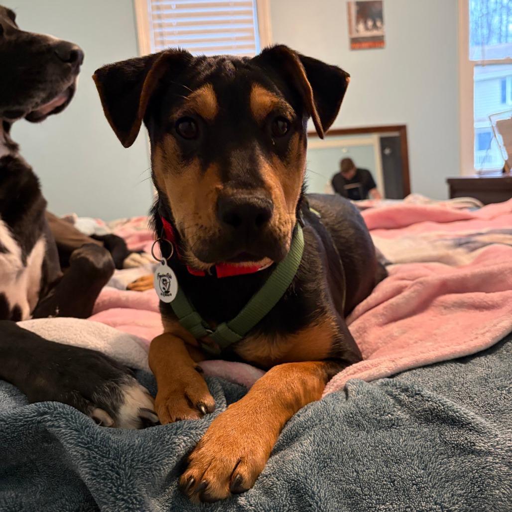 Enlarge Agatha, a Adoptable Mixed Breed in Raleigh, NC image 3/6