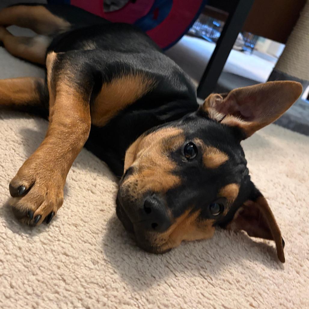 Enlarge Agatha, a Adoptable Mixed Breed in Raleigh, NC image 4/6