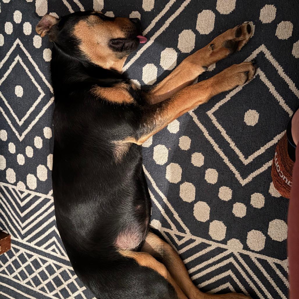 Enlarge Agatha, a Adoptable Mixed Breed in Raleigh, NC image 6/6