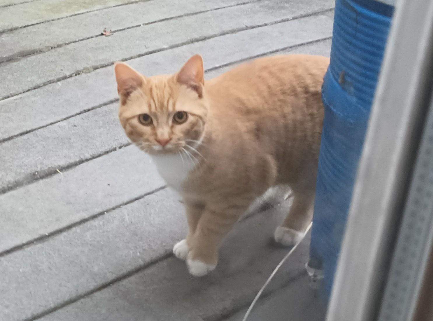 Enlarge Little Chunk, a Adopted mixed breed in Seaford, DE image 1/2