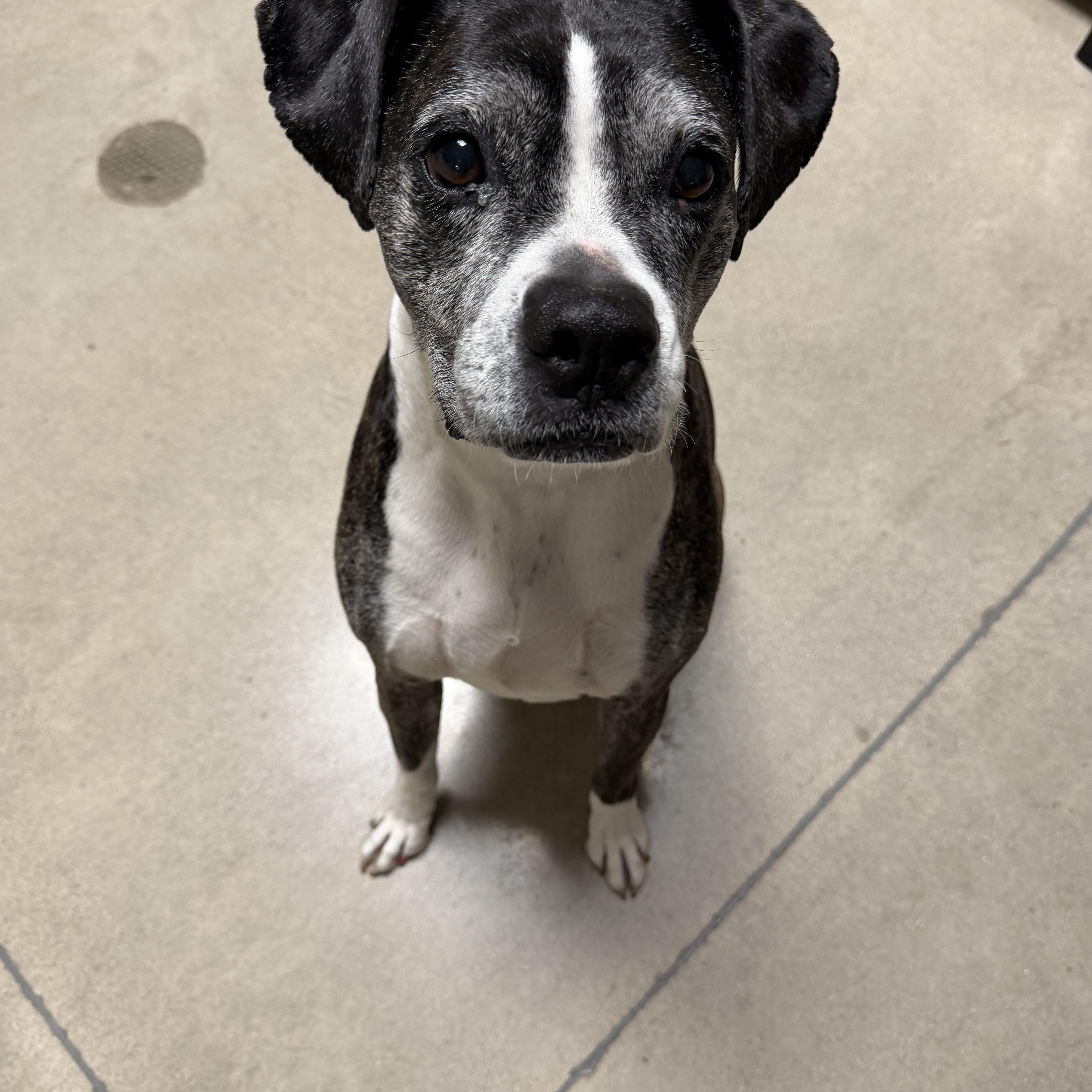 Enlarge Farrah, a ADOPTABLE Boxer in Chesterton, IN image 2/4