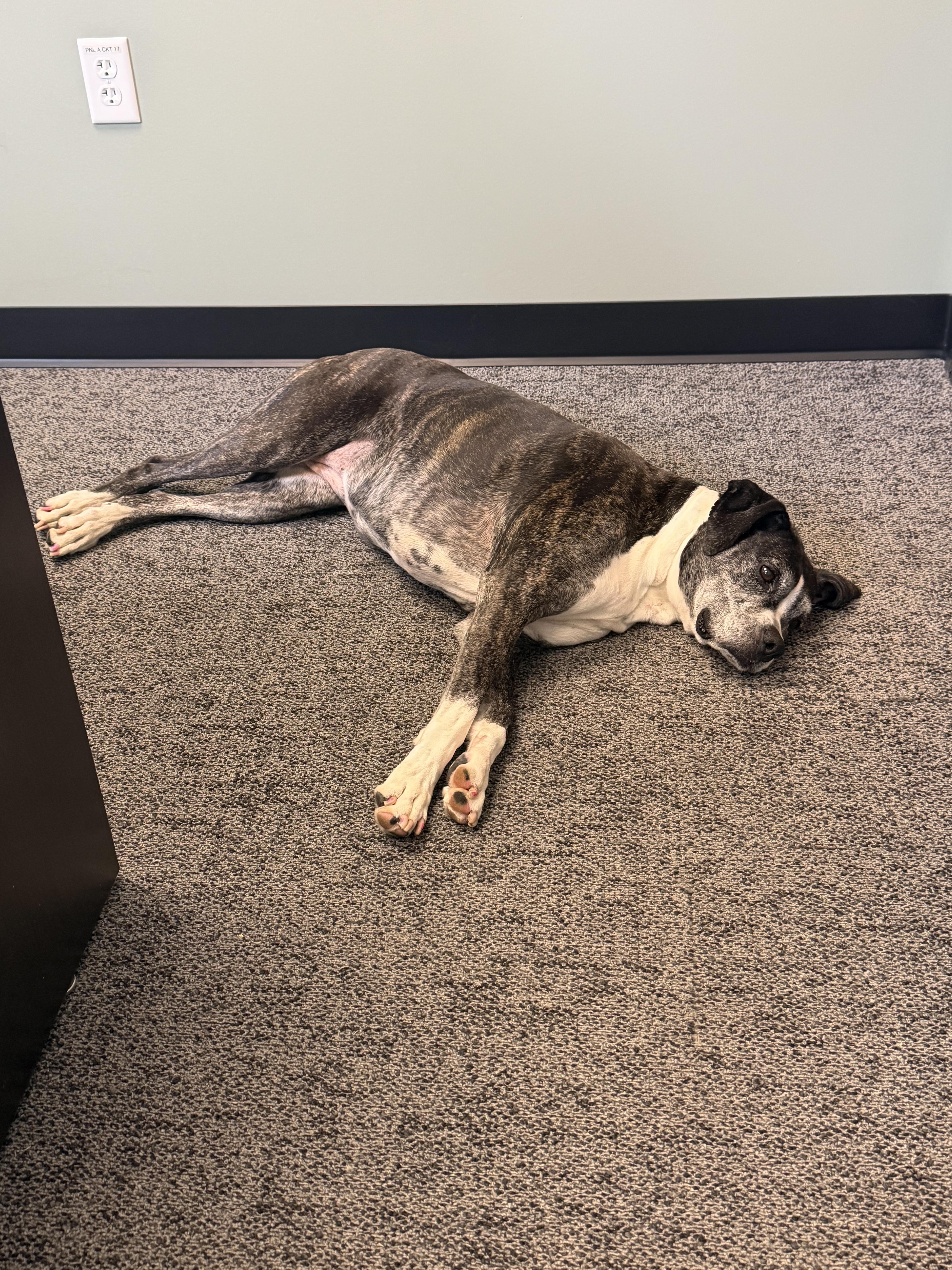 Enlarge Farrah, a ADOPTABLE Boxer in Chesterton, IN image 4/4