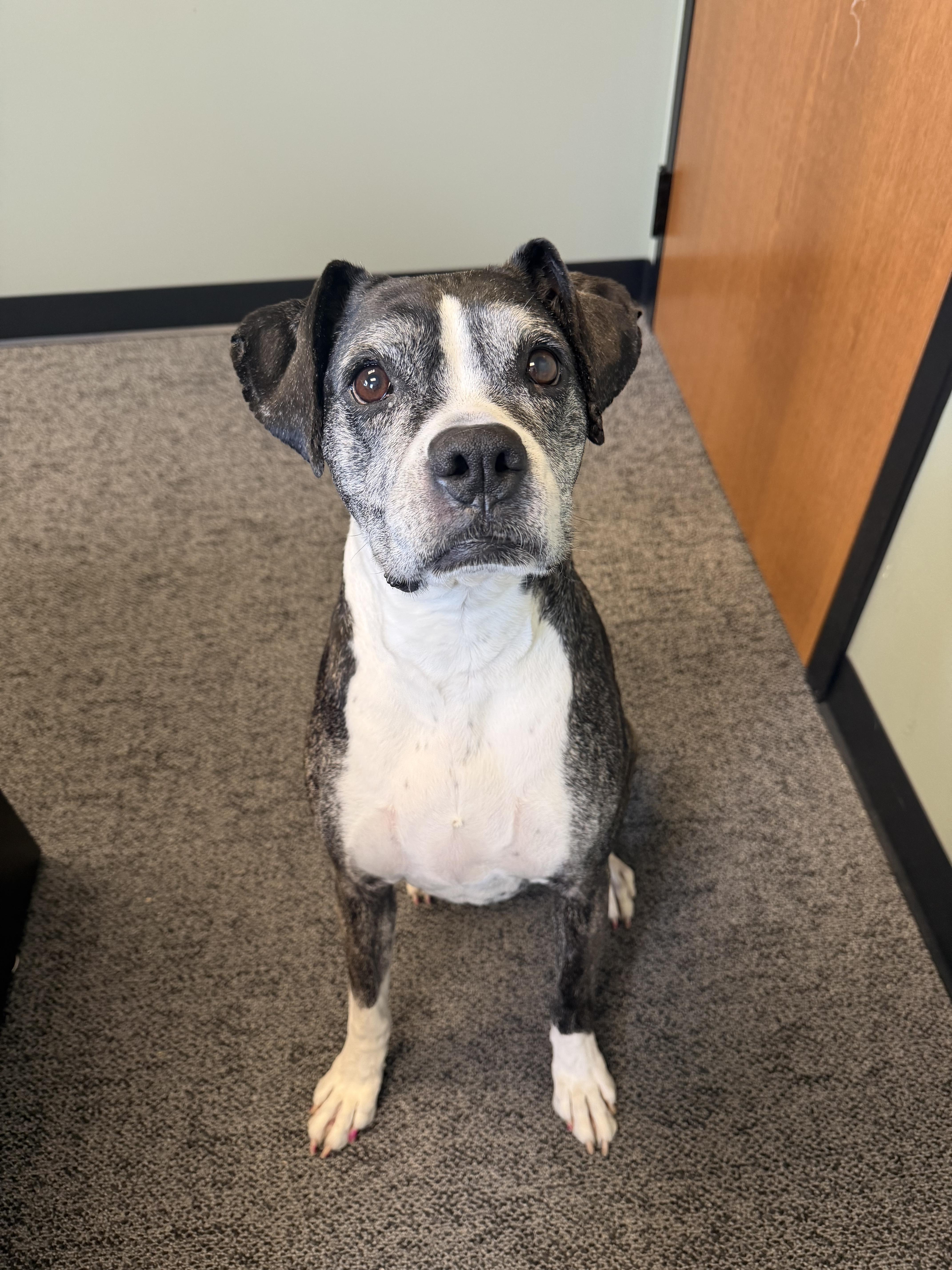Enlarge Farrah, a ADOPTABLE Boxer in Chesterton, IN image 3/4