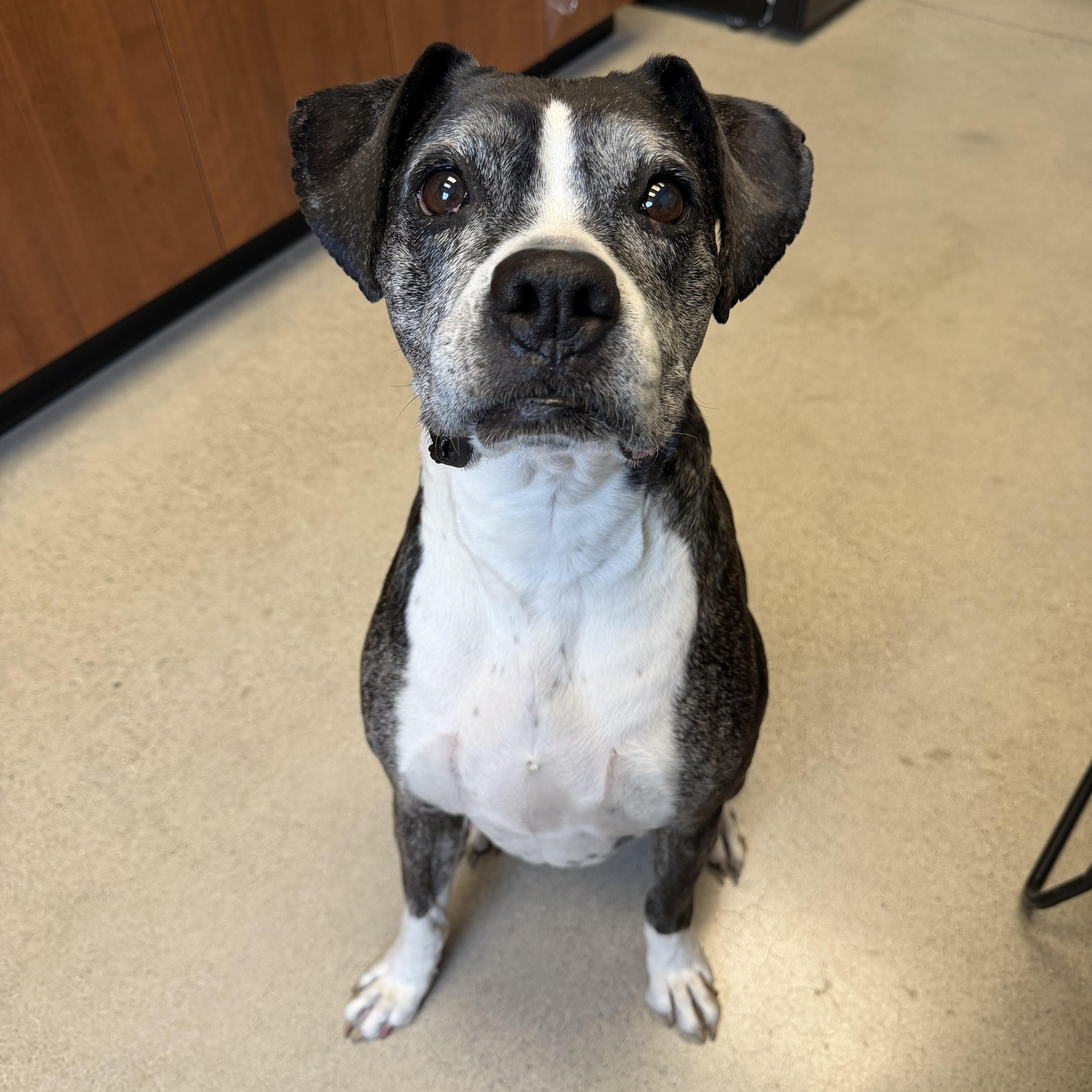 Farrah, ADOPTABLE, Senior Female Boxer.