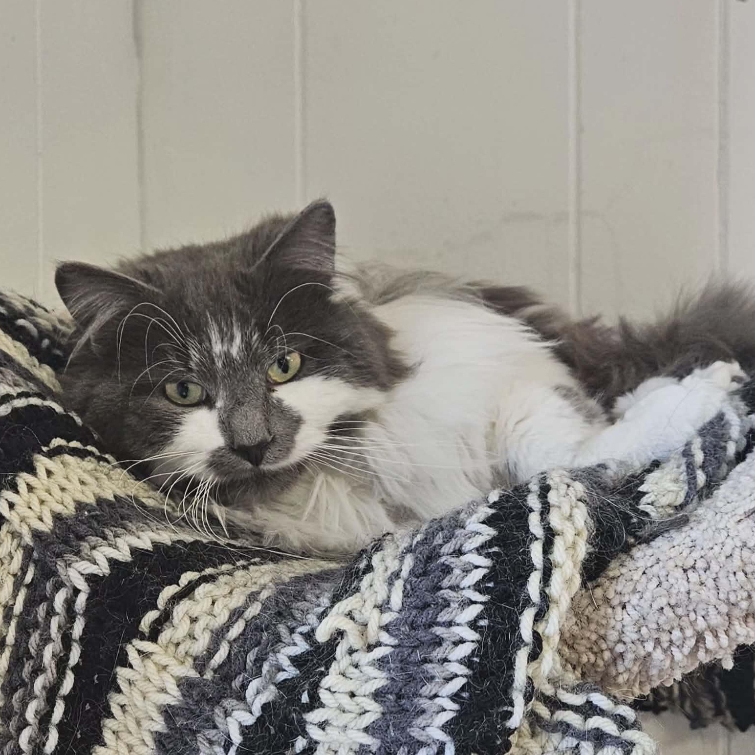 Theo, adopted, Young Male Domestic Long Hair.