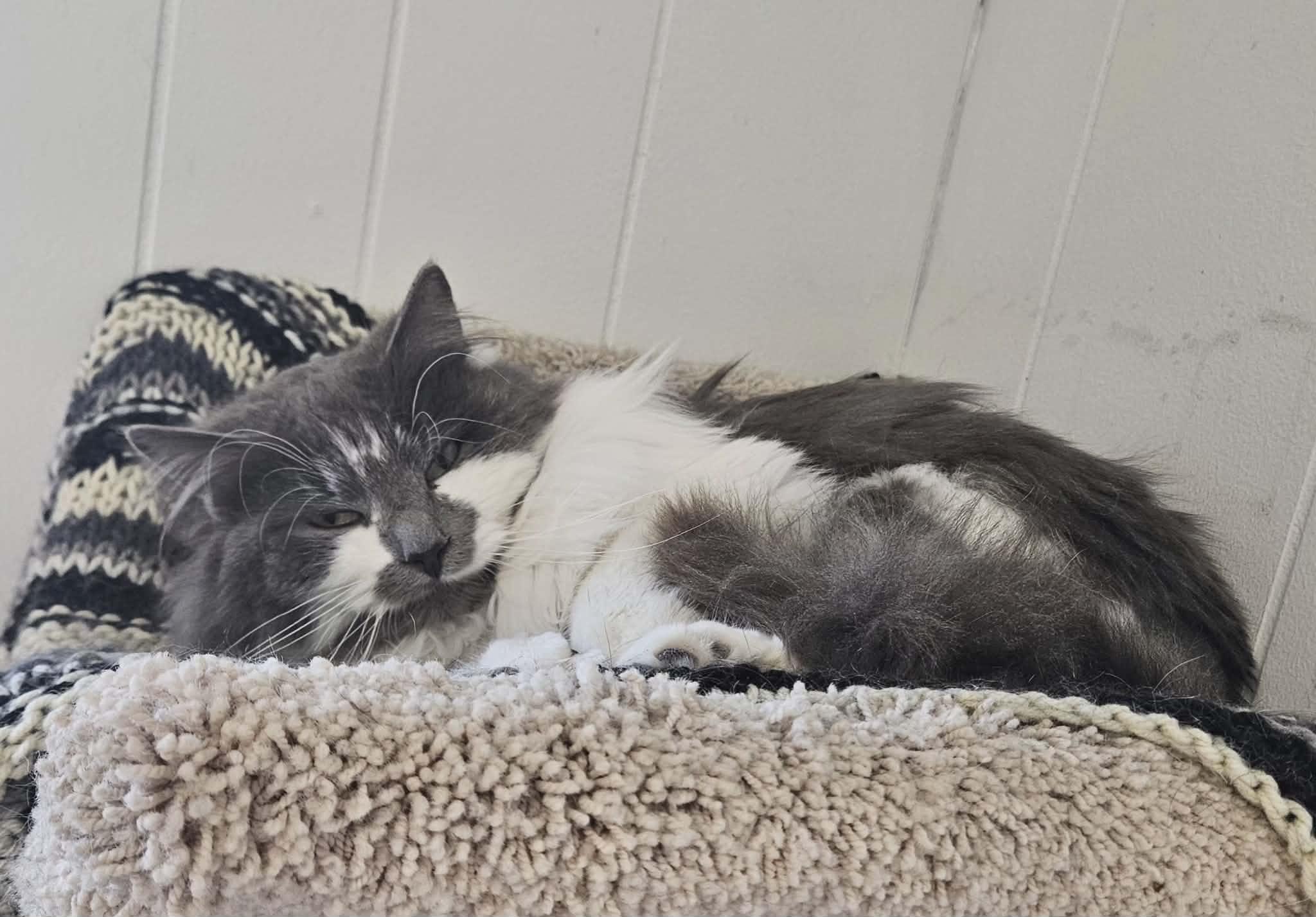 Enlarge Theo, an adopted Domestic Long Hair in Wapakoneta, OH image 2/3