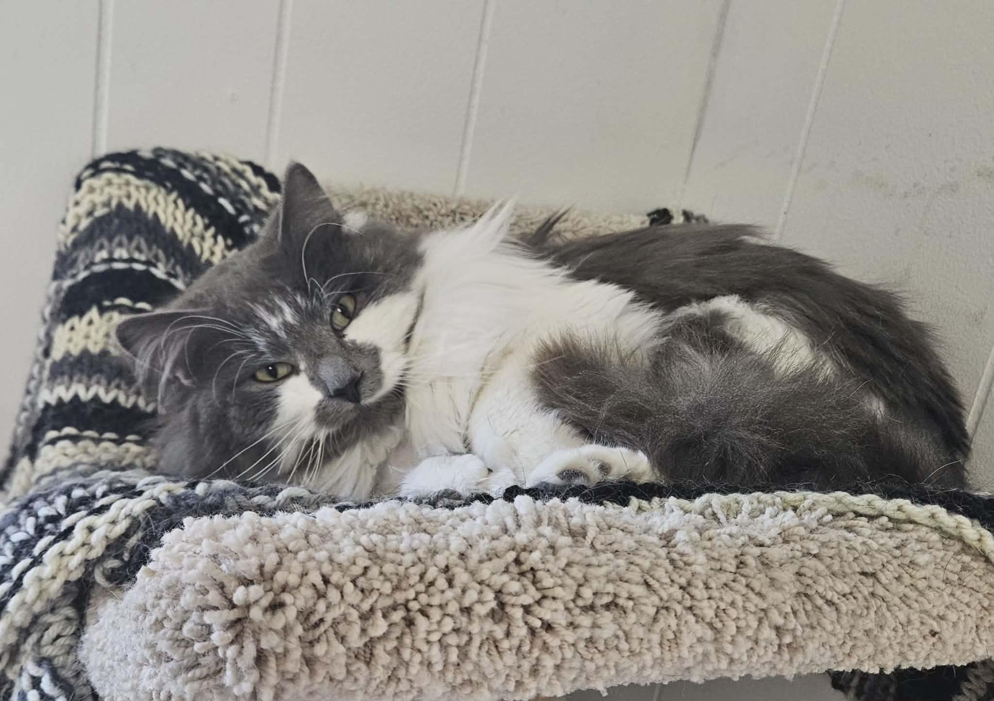 Enlarge Theo, an adopted Domestic Long Hair in Wapakoneta, OH image 3/3