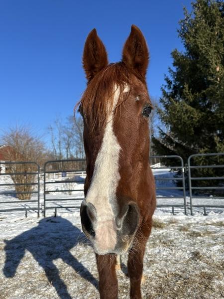 Enlarge Autumn, a Adoptable mixed breed in Stratham, NH image 1/3