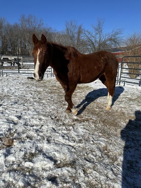Enlarge Autumn, a Adoptable mixed breed in Stratham, NH image 2/3