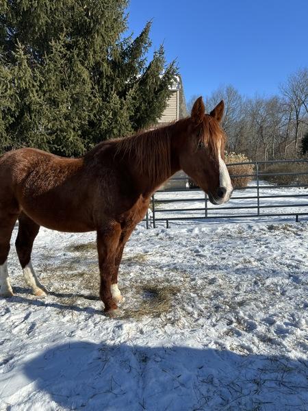 Enlarge Autumn, a Adoptable mixed breed in Stratham, NH image 3/3