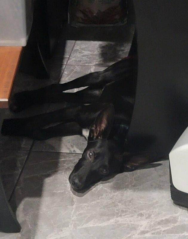 Enlarge Luke, a Adoptable Black Labrador Retriever in Denison, TX image 1/8