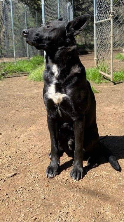 Enlarge Luke, a Adoptable Black Labrador Retriever in Denison, TX image 2/8