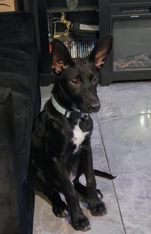 Enlarge Luke, a Adoptable Black Labrador Retriever in Denison, TX image 3/8