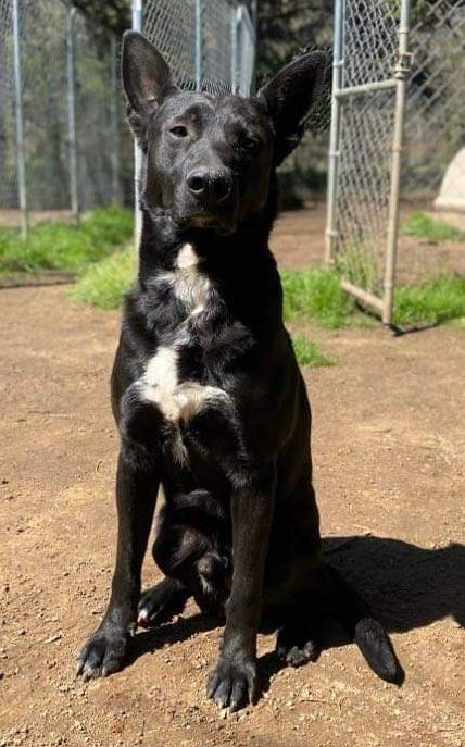 Enlarge Luke, a Adoptable Black Labrador Retriever in Denison, TX image 4/8