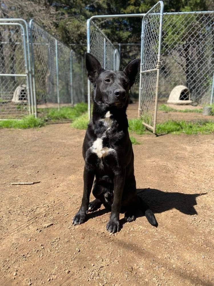 Enlarge Luke, a Adoptable Black Labrador Retriever in Denison, TX image 5/8