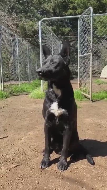 Enlarge Luke, a Adoptable Black Labrador Retriever in Denison, TX video 8/8