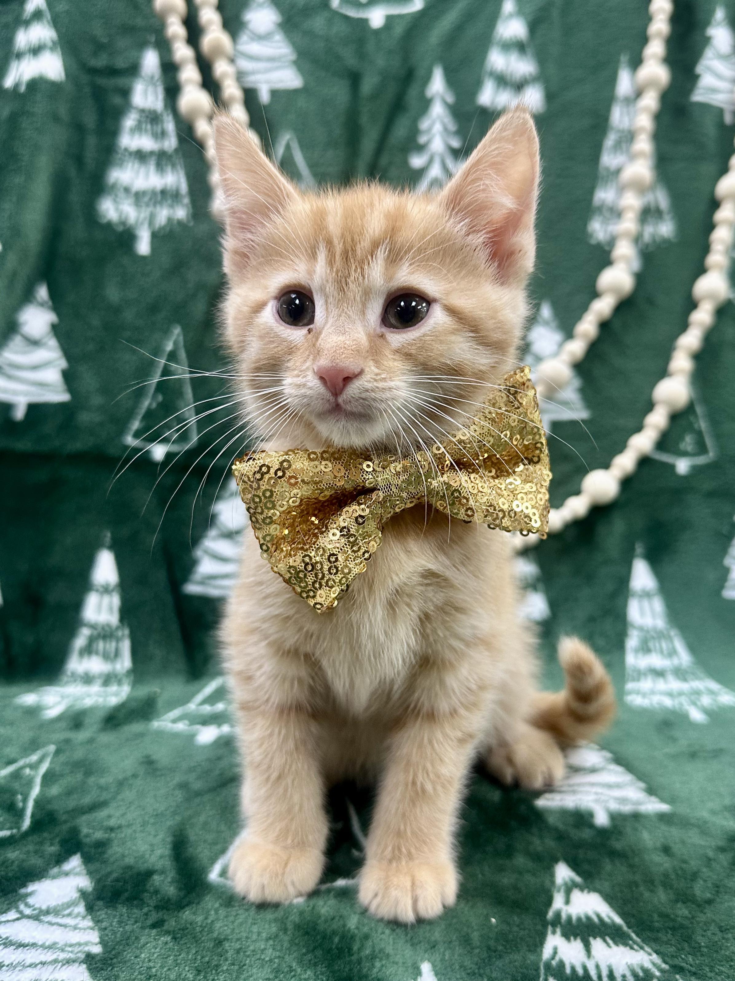 Hemlock, ADOPTABLE, Kitten Male Domestic Short Hair.