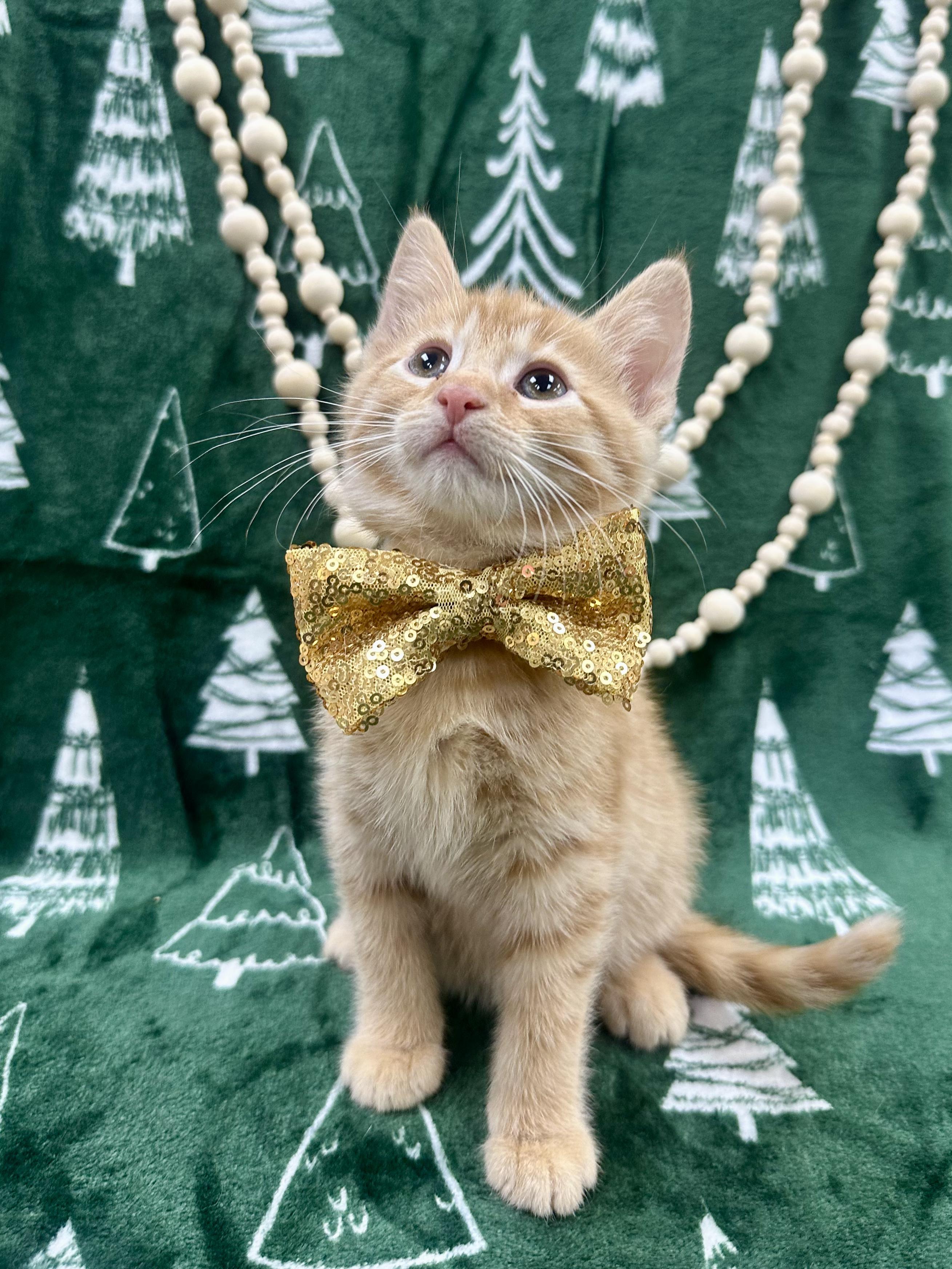 Enlarge Hemlock, a ADOPTABLE Domestic Short Hair in Columbus, OH image 2/6