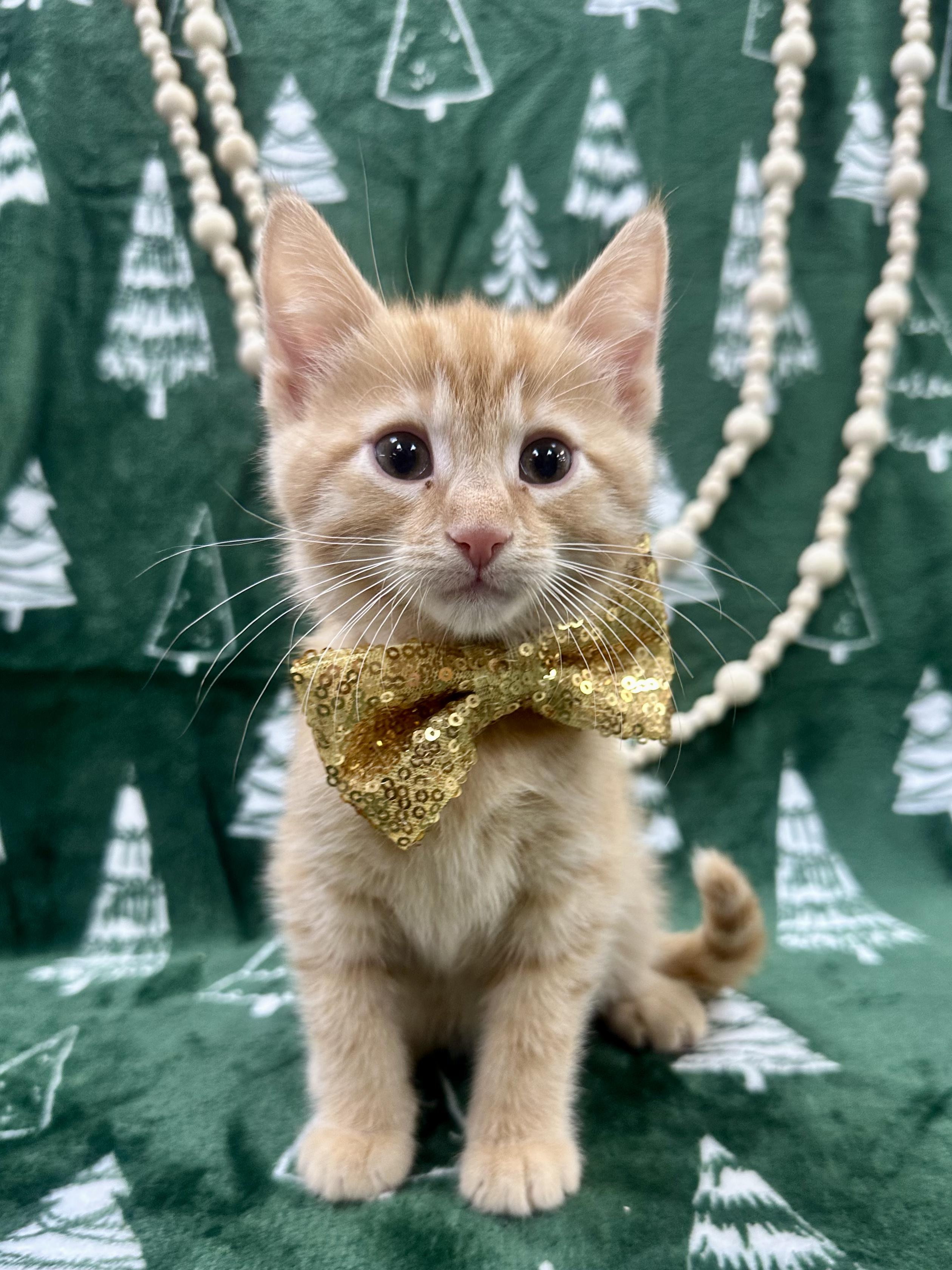 Enlarge Hemlock, a ADOPTABLE Domestic Short Hair in Columbus, OH image 3/6