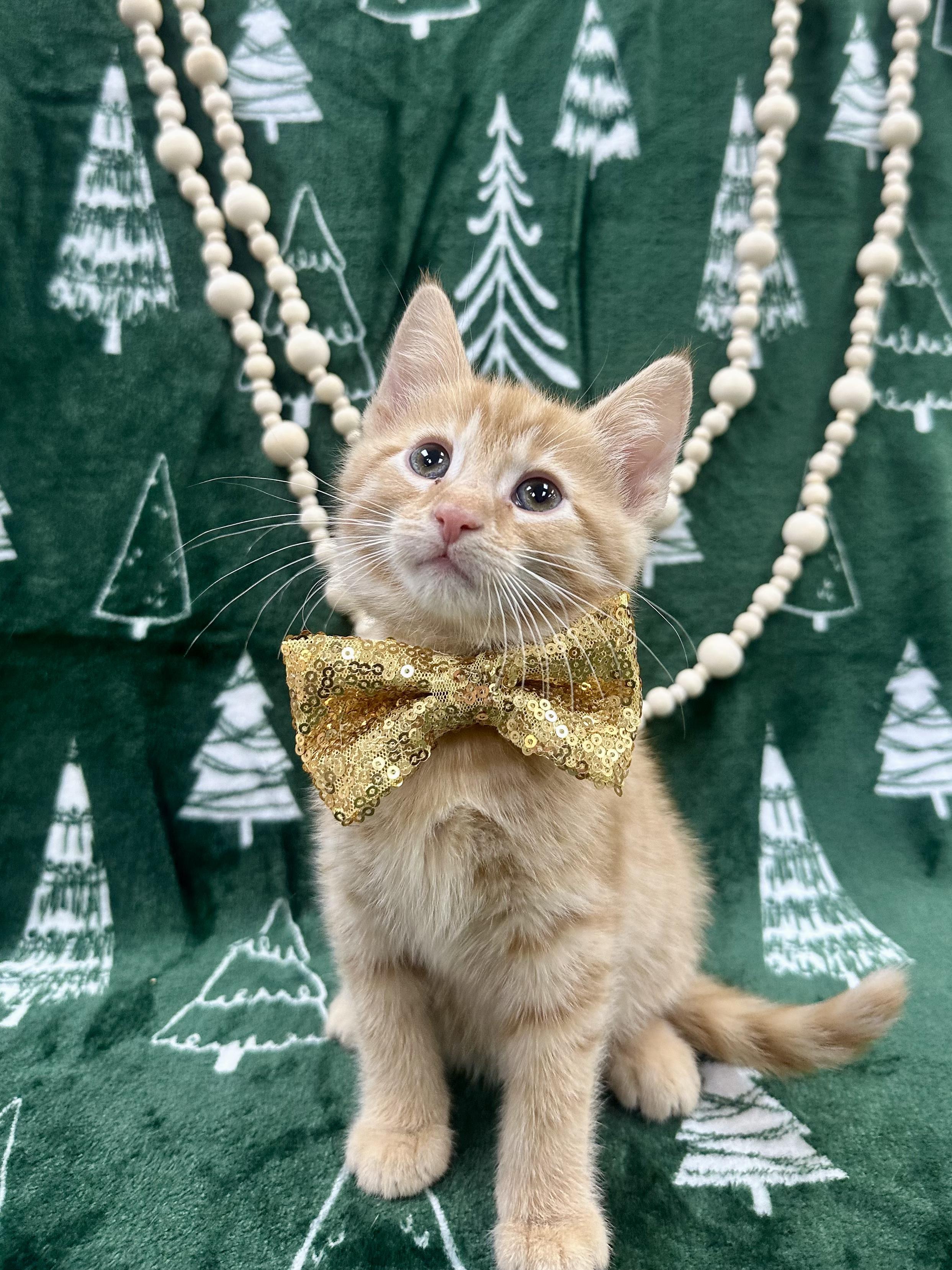 Enlarge Hemlock, a ADOPTABLE Domestic Short Hair in Columbus, OH image 4/6