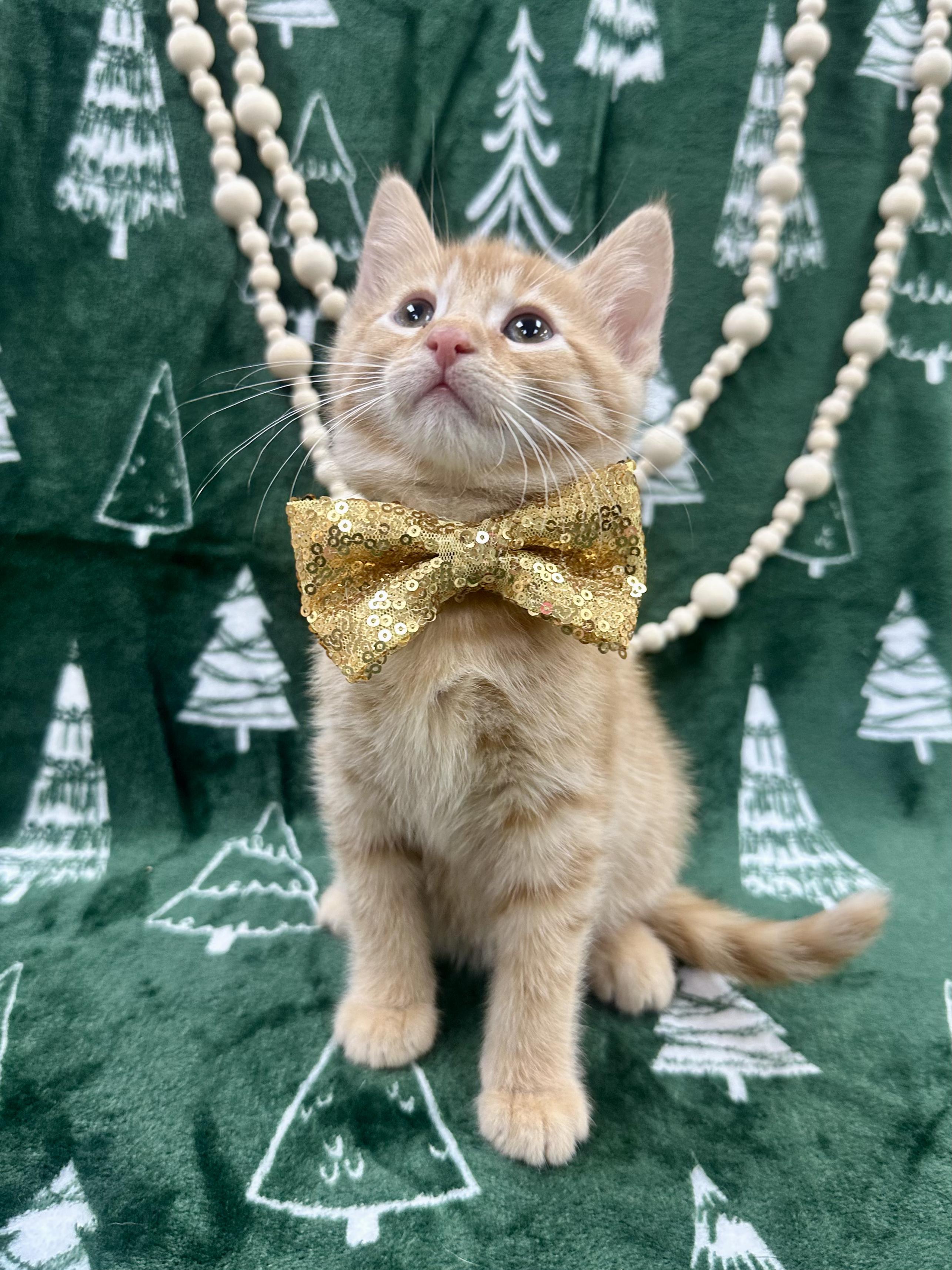 Enlarge Hemlock, a ADOPTABLE Domestic Short Hair in Columbus, OH image 5/6