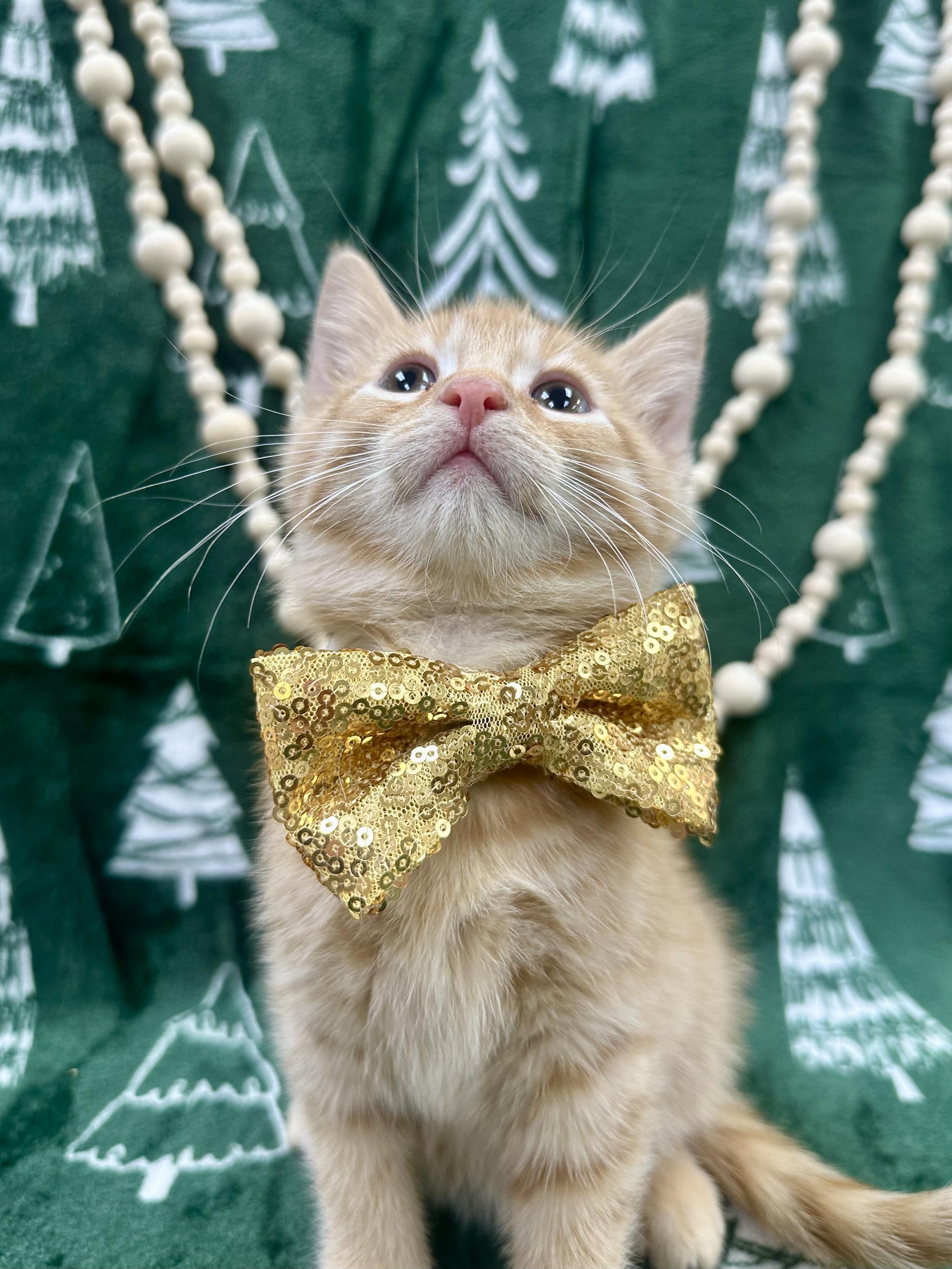 Enlarge Hemlock, a ADOPTABLE Domestic Short Hair in Columbus, OH image 6/6