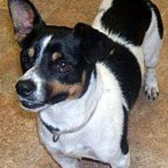 Enlarge Beau, an adopted mixed breed in Toronto, ON image 5/5