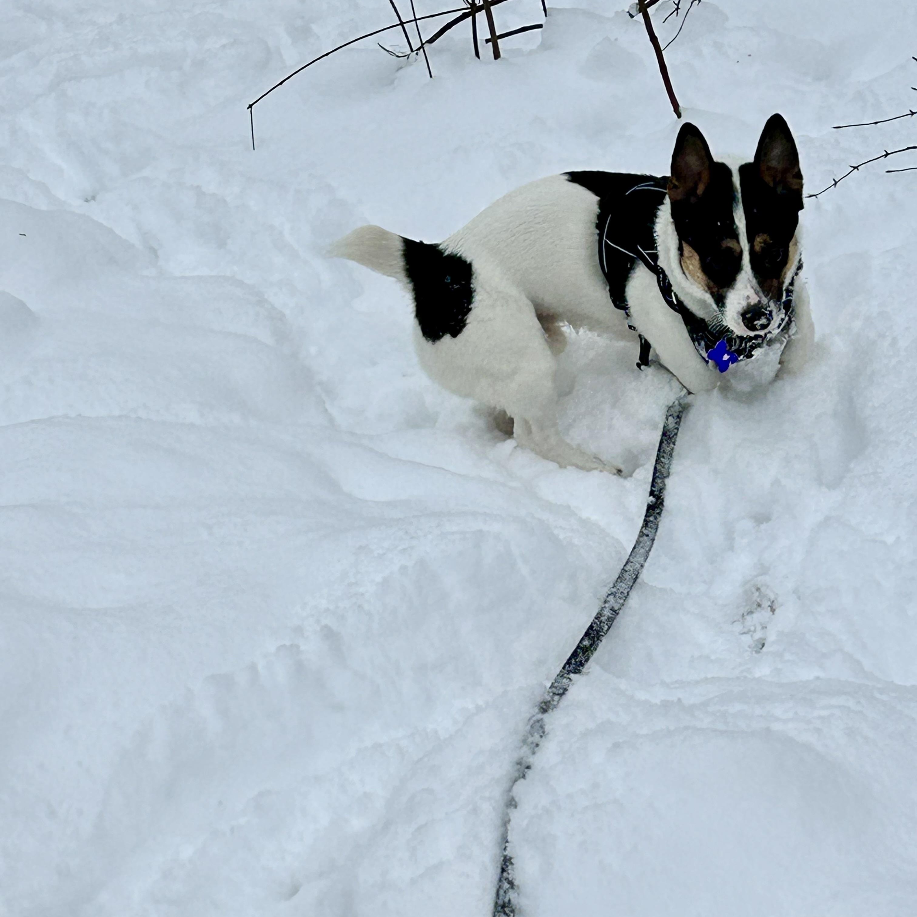 Enlarge Beau, an adopted mixed breed in Toronto, ON image 4/5
