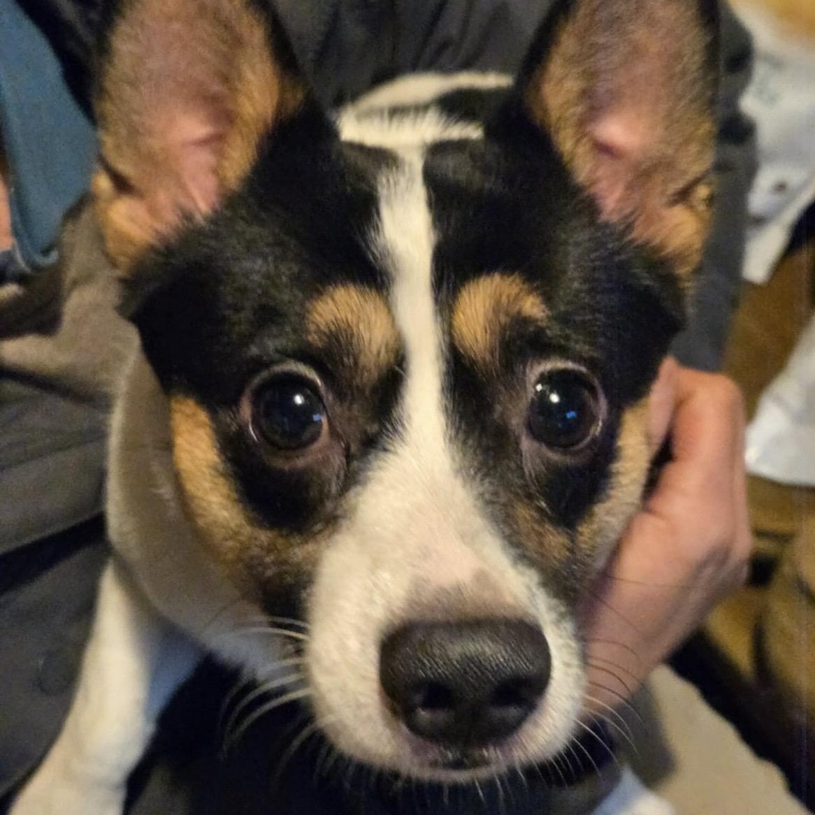 Enlarge Beau, an adopted mixed breed in Toronto, ON image 1/5